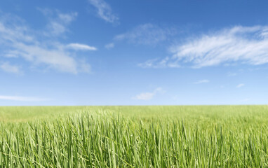 Fototapeta premium natural green rice farm and blue sky background ,farm bacground