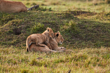 Fototapeta premium A pair of lions playing with each other