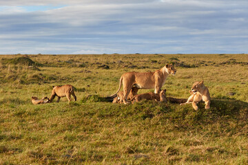 Lioness playing with her cubs