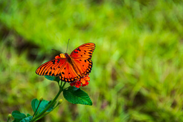 Closeup of a colorful orange butterfly on yellow and red flowers