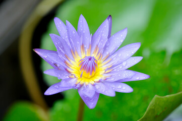 lotus or florescent purple lotus