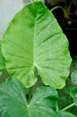Alocasia, Alocasia macrorrhizos or Alocasia plant or dew drop