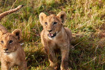 Close-up of lion cubs in Kenya