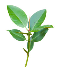 branch of a mangrove tree isolated and save as to PNG file