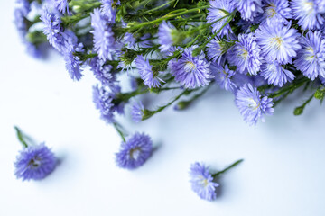 Blur,bouquet purple flowers of fresh daisies blossom beautiful and falling isolated on white background.The white background with bunch of purple flowers.Purple daisies spread out on white background.