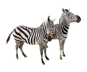 Fototapeta na wymiar two zebra isolated and save as to PNG file