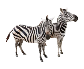 Foto op Aluminium twee zebra& 39 s geïsoleerd en opslaan als PNG-bestand © taitai6769