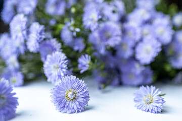 Blur,bouquet purple flowers of fresh daisies blossom beautiful and falling isolated on white background.The white background with bunch of purple flowers.Purple daisies spread out on white background.