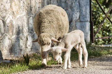 Obraz na płótnie Canvas Brebis avec son agneau de cinq jours