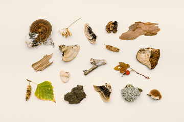 Autumn nature flat lay with polypore mushrooms,  branches tree, yellow fallen leaves, moss, bark on beige background. Minimal style pattern from wild plants of fall forest. Trend top view