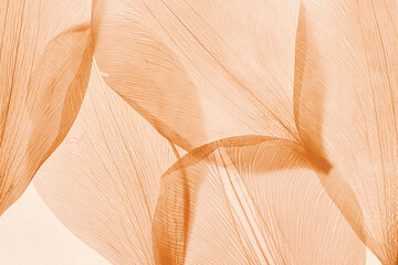 Nature abstract of flower petals, beige transparent leaves with natural texture as natural background or wallpaper. Macro texture, color aesthetic photo with veins of leaf, botanical design. - Powered by Adobe