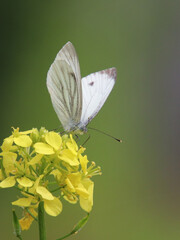 Kohlweißling