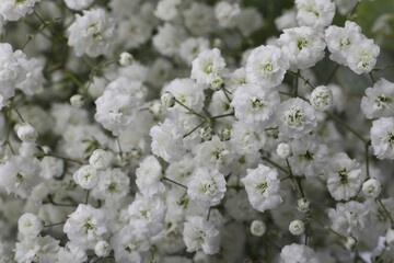 Beautiful gypsophila flowers as background, closeup view