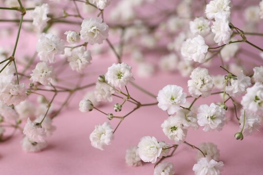 Beautiful gypsophila flowers on pink background, closeup view © New Africa