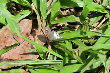 Front view of a White four-ring butterfly slightly spreading its wings on a dry grass leaf.
