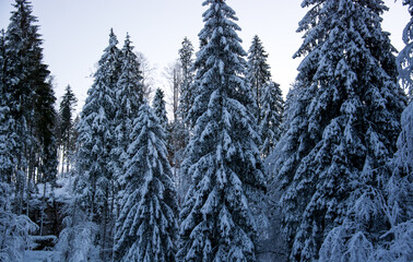 the fir trees on the mountains covered by heavy snow