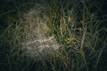 Spider web on a meadow in the rays of the rising sun