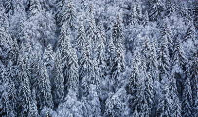 the snow-covered mountains of the cold winter