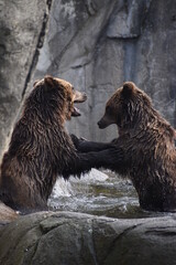 Obraz premium Ours qui jouent