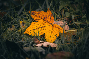 Beautiful close-up view of the meadow with colourful leaves on it in autumnal park in the morning.