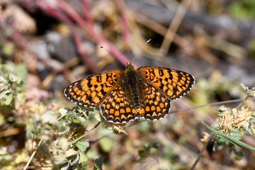 Knapweed fritillary // Flockenblumen-Scheckenfalter (Melitaea phoebe) - Prespa National Park, Greece © bennytrapp