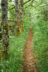 Un chemin de balade. Un sentier pédestre. Une balade dans les bois de France