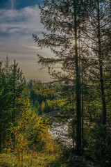 sunset in the forest