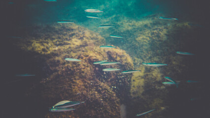 Fototapeta premium poisson petit proche