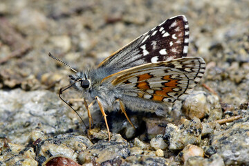 Yellow-banded skipper // Graubrauner Dickkopffalter (Pyrgus sidae) - Prespa National Park, Greece