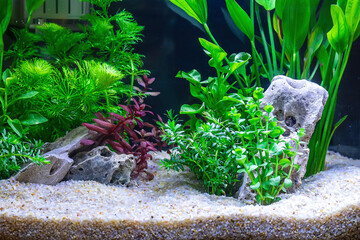 Underwater landscape nature forest style aquarium tank with a variety of aquatic plants, stones and herb decorations.