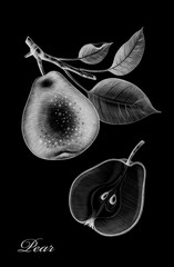 Pear illustration. White pear illustration on a back background. Retro art 