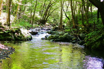 Obraz premium 渓流 