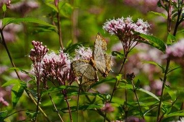イシガケチョウ