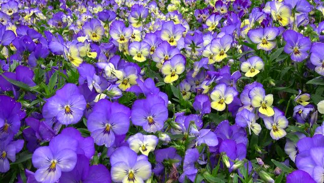Pan, closeup shot of pansy / viola flower garden. 4K