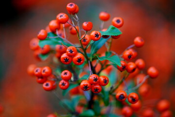 Pyracantha coidzumii