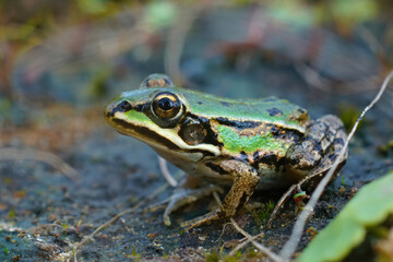 Closeup on a colorful green sub-adult Marsh frog, Pelophylax ridibundus