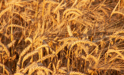 Golden ears of wheat on the field in the rays of the evening sun. The orange color is the reflection of the sunset.