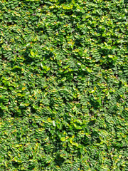 green plant tree wall background texture