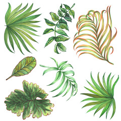 Tropical leaves are collected in a set, botanical illustration in watercolor.