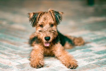 portrait funny cute puppy red dog Corgi stands in the autumn Park on the background of colorful bright fallen maple leaves and faithfully look up smiling
