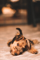 portrait funny cute puppy red dog Corgi stands in the autumn Park on the background of colorful bright fallen maple leaves and faithfully look up smiling