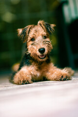 portrait funny cute puppy red dog Corgi stands in the autumn Park on the background of colorful bright fallen maple leaves and faithfully look up smiling