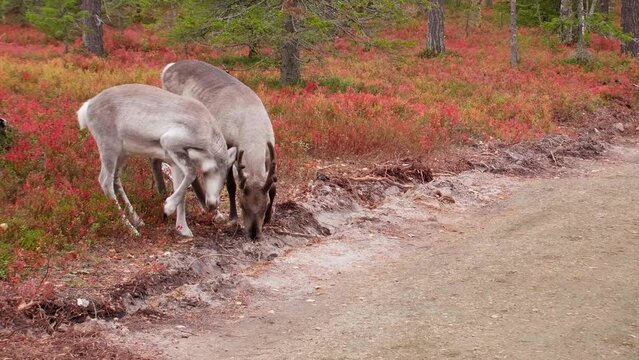 Two raindeers eating colorful autumn undergrowth in Yll&auml;s, Lapland.