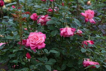 ローズガーデンのバラ