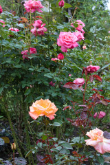 ローズガーデンのバラ