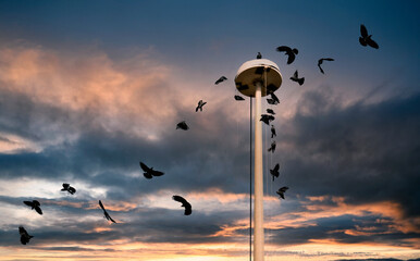 Corvi al tramonto