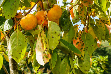 秋の味覚の柿の実