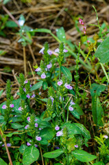 雨に濡れた草花