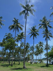 Palmen vor blauem Himmel