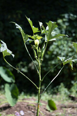 家庭菜園のオクラ